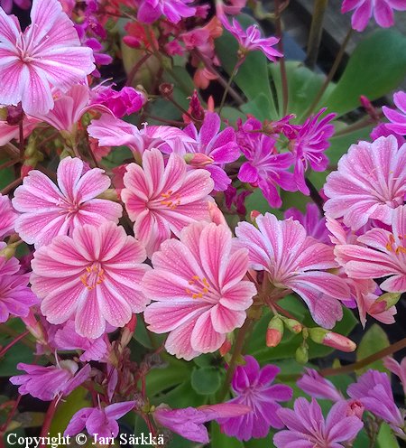 Lewisia Cotyledon-Ryhm 'Elise', tarhalevisia